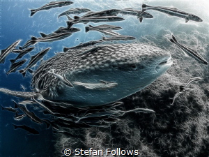 Just for the LOL's. Whale Shark - Rhincodon typus. Sail R... by Stefan Follows 